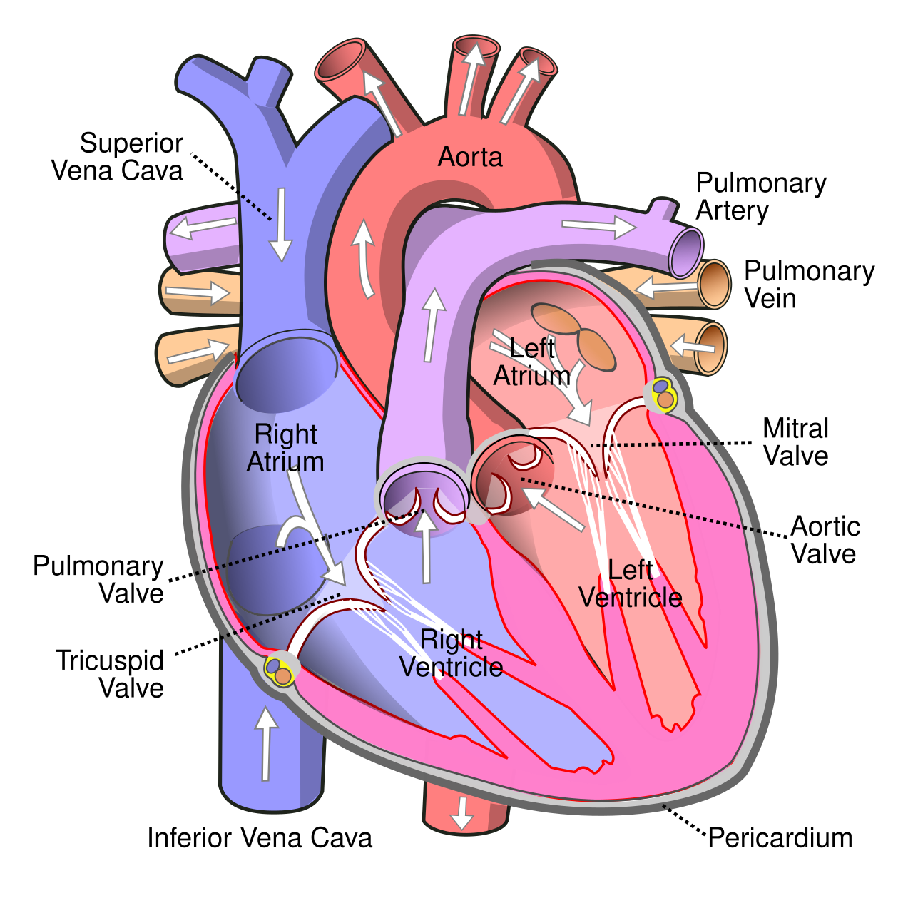Diagram of a heart